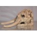 Elephant Detailed Skull Ornament 24 x 10 x 12 cms