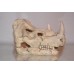 Rhinoceros Detailed Skull Ornament 16 x 10 x 11 cms