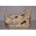 Rhinoceros Detailed Skull Ornament 16 x 10 x 11 cms