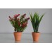 2 x Small Potted plants Red & Green in Ceramic Pot 15 x 5 x 5 cms