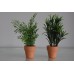2 x Small Potted plants Green in Ceramic Pot 15 x 5 x 5 cms