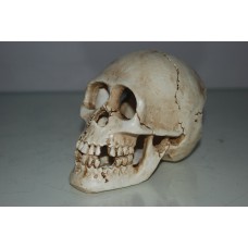 Detailed Human Skull Large 15 x 9 x 11 cms