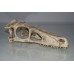 Extra Large Dinosaur Skull 30 x 10 x 12 cms 