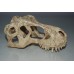 Vivarium Large T Rex Dinosaur Skull 17 x 9 x 7 cms 