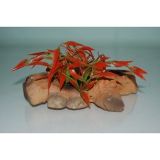 Reptile Small Driftwood & Plants 11 x 5 x 8 cms