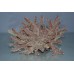 Aquarium Detailed Cream & Red Stage Coral 21 x 18 x 11 cms