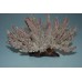 Aquarium Detailed Cream & Red Stage Coral 21 x 18 x 11 cms