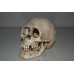 Detailed Human Skull Large 15 x 9 x 11 cms