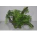 Stunning Large Aquarium Aquascape Green Plants On A Root Approx 30 x 23 x 12 cms