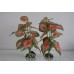 Aquarium Green & Red With Roots x 2 Pieces Approx 30 cms Tall 