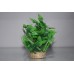 Lush Green Plant With Sandstone Base and Airstone 6 x 6 x 14 cms
