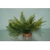 Aquarium Yellow & Green Plant 15 cms Fern Style With Gravel Weighted Base 