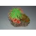 Aquarium Coral Green & Light Pink Anemone On Coral Rock 8.5 x 6 x 7 cms