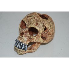 Aquarium Detailed Old Human Skull Decoration 10 x 7 x 8 cms