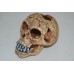 Aquarium Detailed Old Human Skull Decoration 10 x 7 x 8 cms