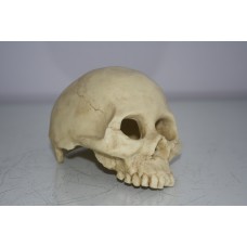 Aquarium Detailed Old Half Human Skull Decoration 13 x 9 x 8 cms