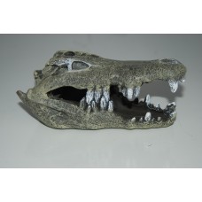 Nile Crocodile Skull 13 x 6 x 6 cms Suitable for all Aquariums