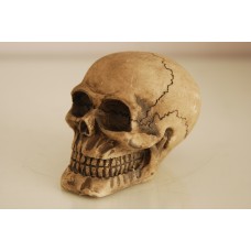 Large Detailed Medium Human Skull Ornament 11 x 7.5 x 8.5 cms
