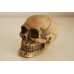 Large Detailed Medium Human Skull Ornament 11 x 7.5 x 8.5 cms