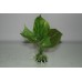 Aquarium Green Plant With Roots x 2 Pieces Approx 15 cms Tall 00A