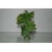 Aquarium Green Plant With Roots x 2 Pieces Approx 15 cms Tall