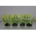 Aquarium 4 x Green Fern Type Plastic Plants with Weighted Base 6 x 3 x 12 cms