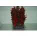 Aquarium Plant Proserpinaca Palustris Red Bush Plant & Weighted Base