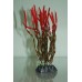 Aquarium Plant Tropical Corkscrew Grass Plant Red & Green 13 cms High