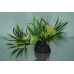 Aquarium Plastic Lotus Style Bunch Plant 10 cms High