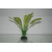 Aquarium Silk Plant Amazon Long Broad Leaf Pale Green 13 cms High