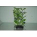 Aquarium Shinnsia Rivularis silk Plant Green 13 cms