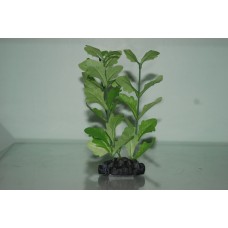 Aquarium Shinnsia Rivularis silk Plant Green 40 cms