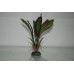 Aquarium Silk Plant Amazon Broad Leaf Plant Green & Red 20 cms High