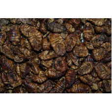 Premium Silkworm Pupae 2.5 ltr Tub Approx 730g